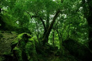 rainforest, And, Moss
