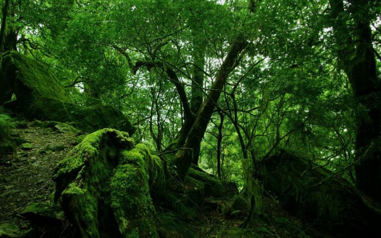 rainforest, And, Moss HD Wallpaper Desktop Background