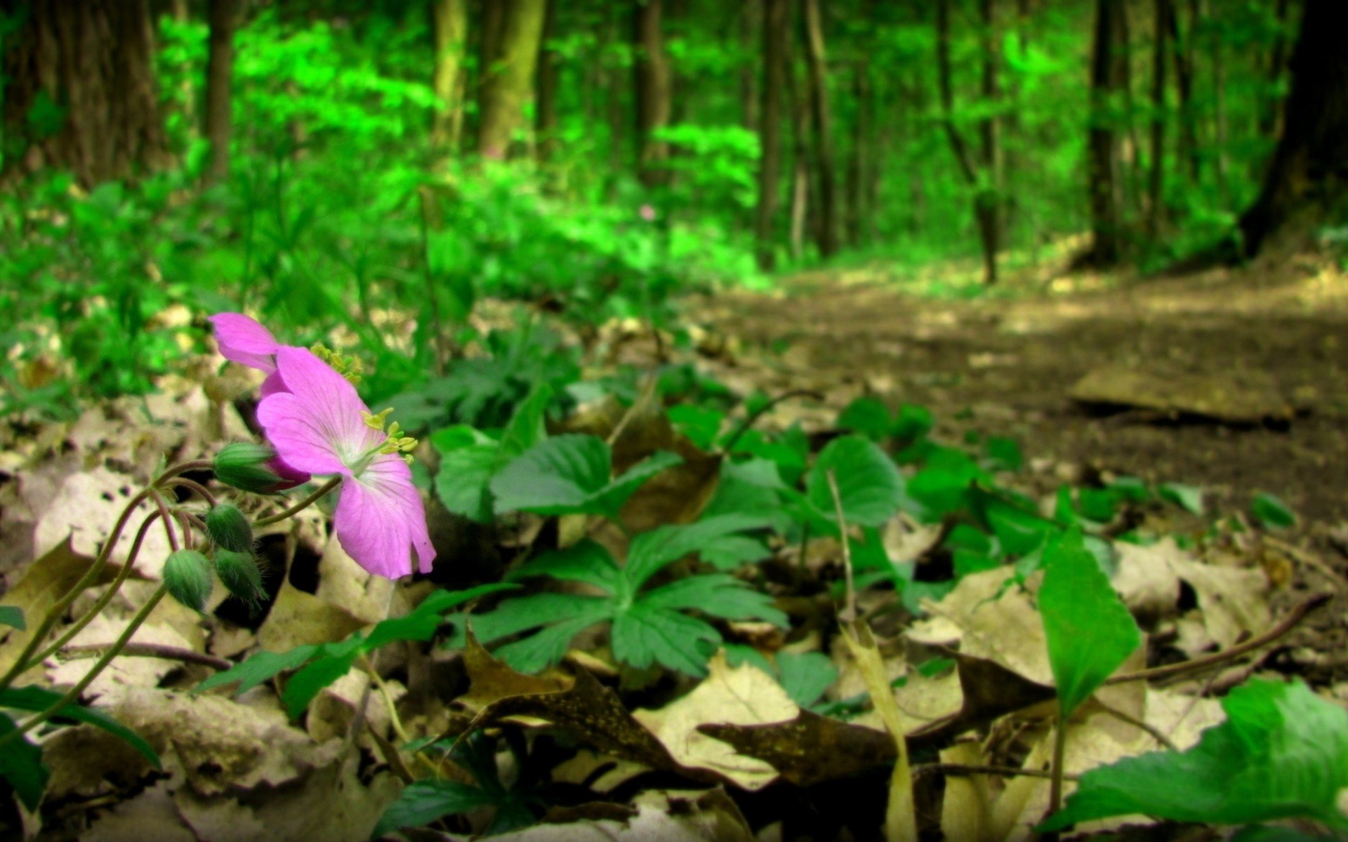 flowers Wallpaper