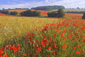 flowers, England, Fields, Red, Flowers, Poppies