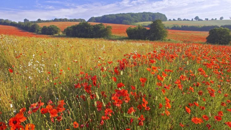 flowers, England, Fields, Red, Flowers, Poppies HD Wallpaper Desktop Background