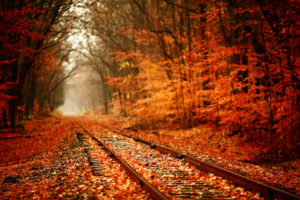 tracks, Train, Railroad, Autumn, Fall, Seasons, Leaves, Colors, Trees, Forest