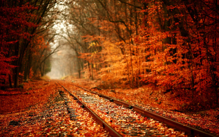 tracks, Train, Railroad, Autumn, Fall, Seasons, Leaves, Colors, Trees, Forest HD Wallpaper Desktop Background