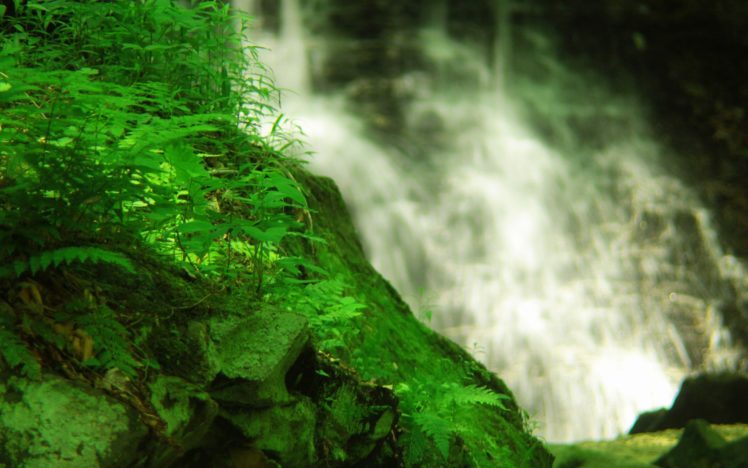 forests, Plants, Waterfalls HD Wallpaper Desktop Background
