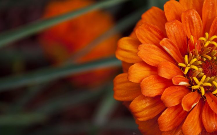 flowers, Dahlias, Orange, Flowers HD Wallpaper Desktop Background