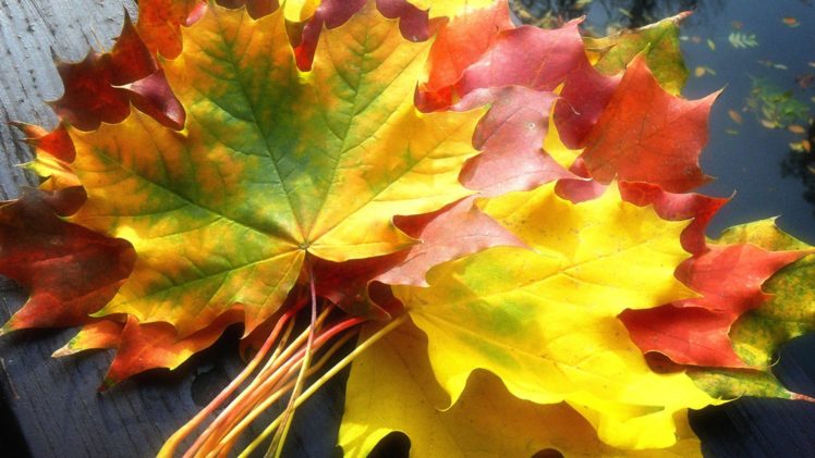 nature, Autumn, Leaves, Fallen, Leaves HD Wallpaper Desktop Background