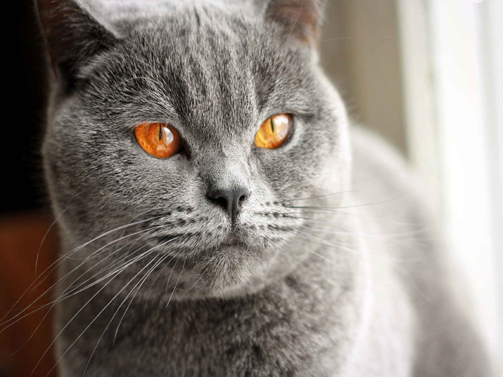cats Wallpaper