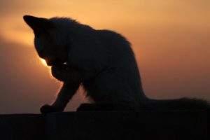 cats, Animals, Silhouettes