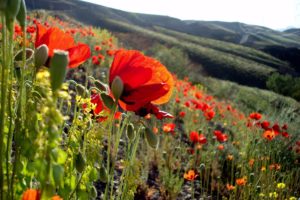 landscapes, Flowers, Hills, Poppies