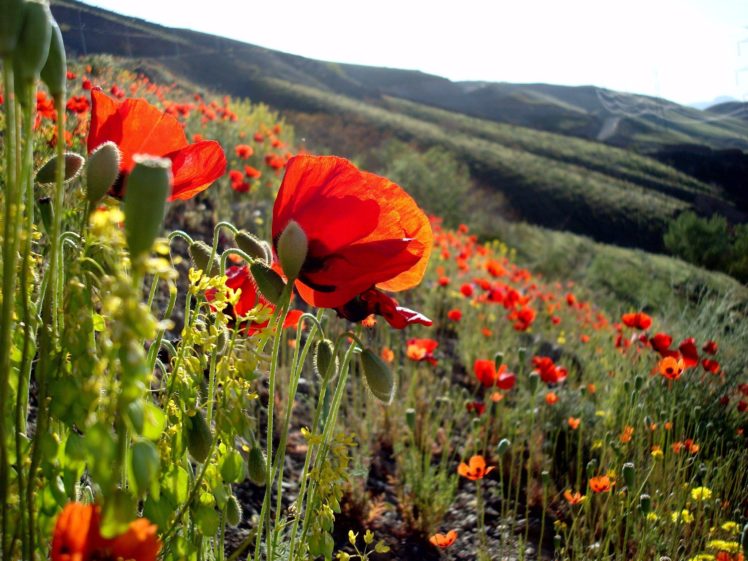 landscapes, Flowers, Hills, Poppies Wallpapers HD / Desktop and Mobile ...