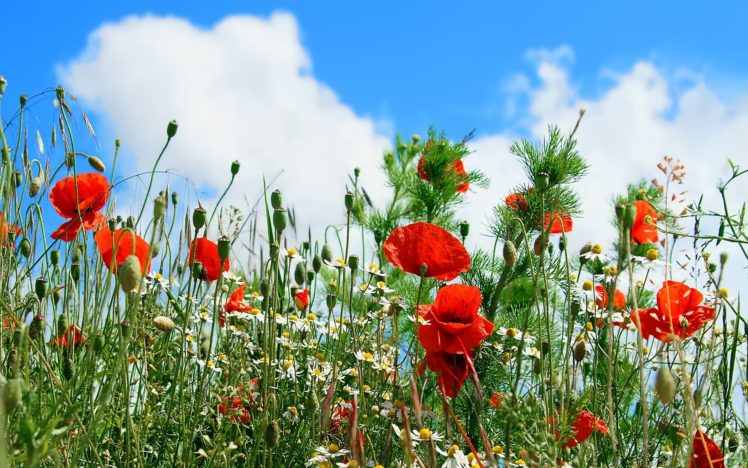 red, Flowers, Poppy, Blue, Skies HD Wallpaper Desktop Background