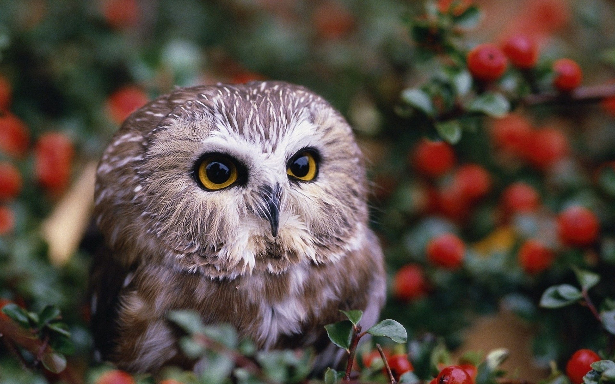 owl Wallpaper