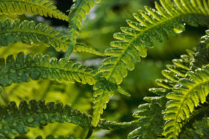 green, Ferns, Leaves, Nature, Plants, Close, Close up