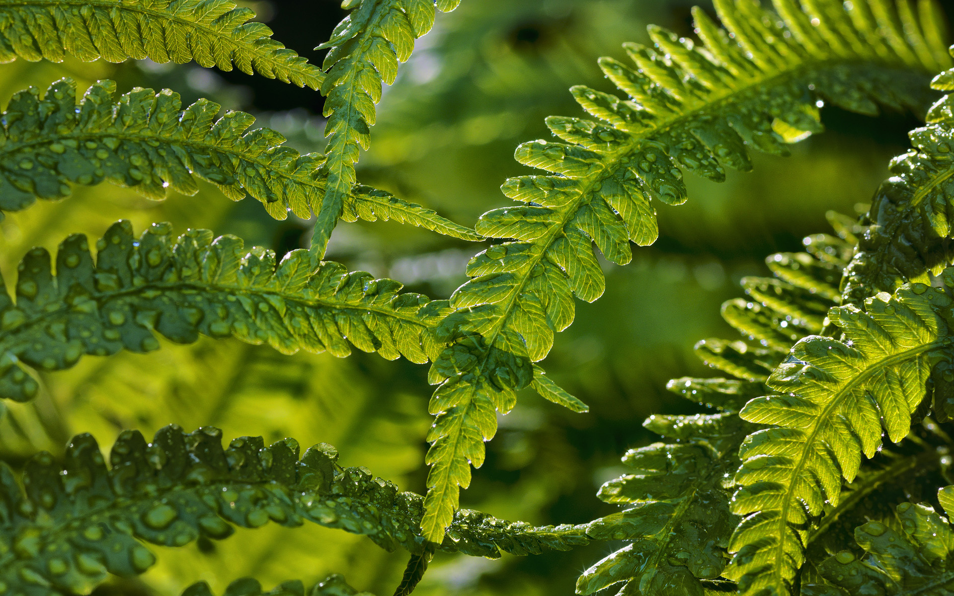 green, Ferns, Leaves, Nature, Plants, Close, Close up Wallpaper