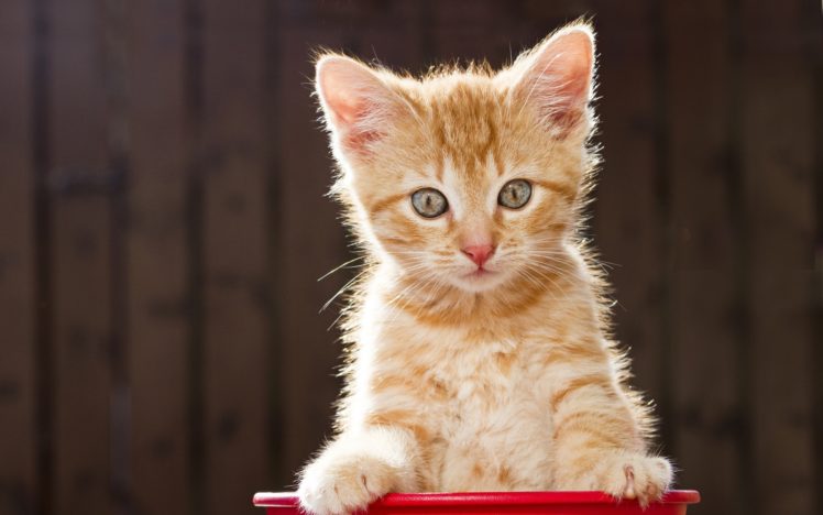 animals, Cats, Kittens, Tabby, Babies HD Wallpaper Desktop Background
