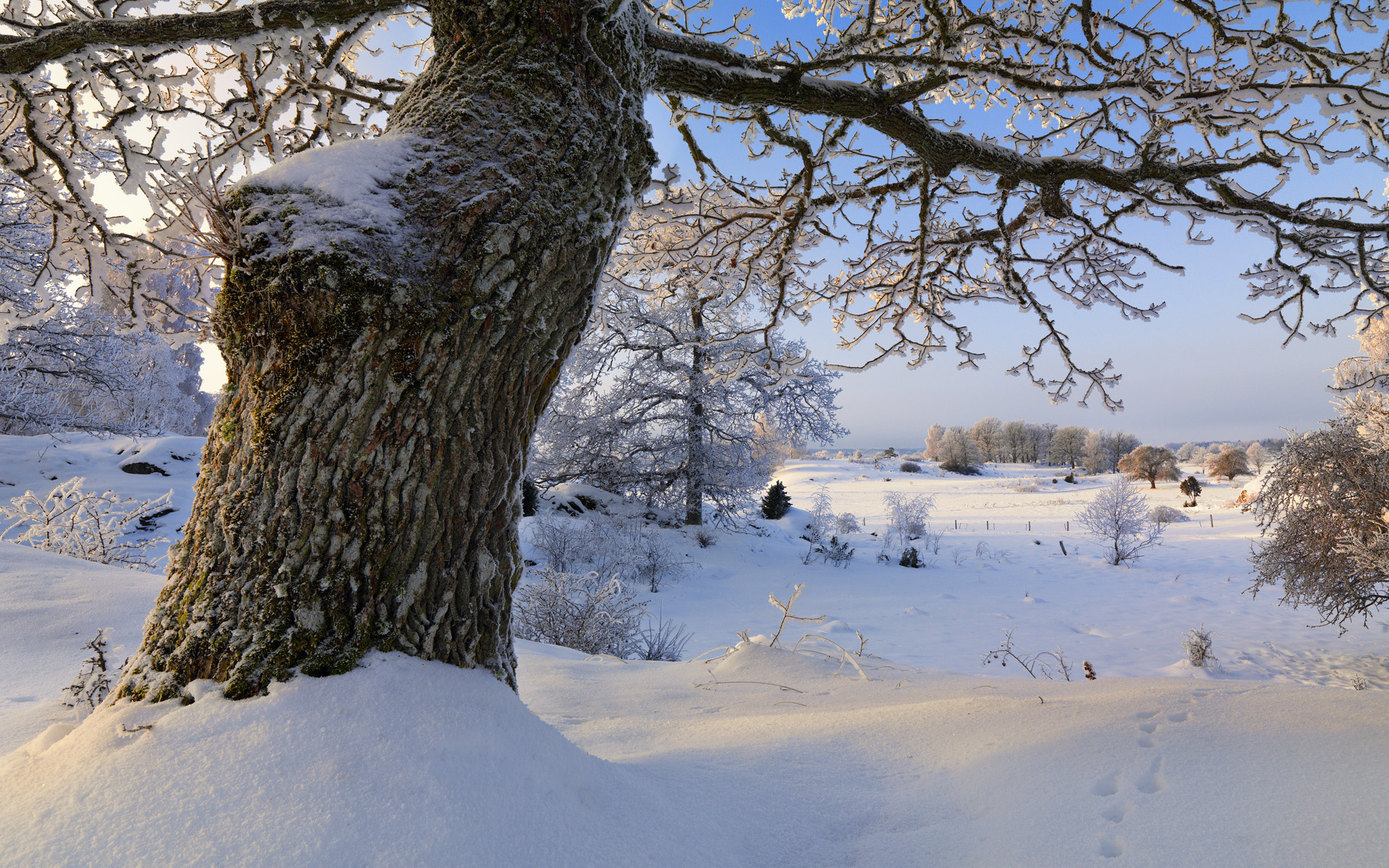 nature, Landscapes, Winter, Seasons, Snow, Trees, Cold, Frozen Wallpaper