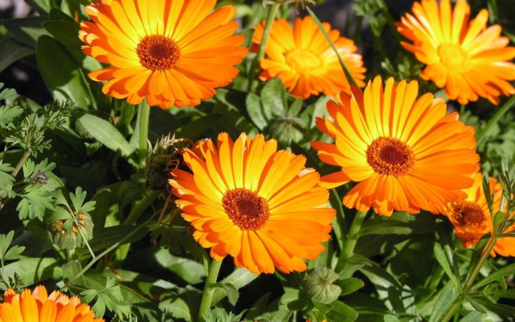 nature, Flowers, Petals, Orange, Bright, Plants, Garden HD Wallpaper Desktop Background