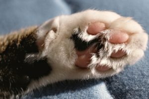 cats, Paws