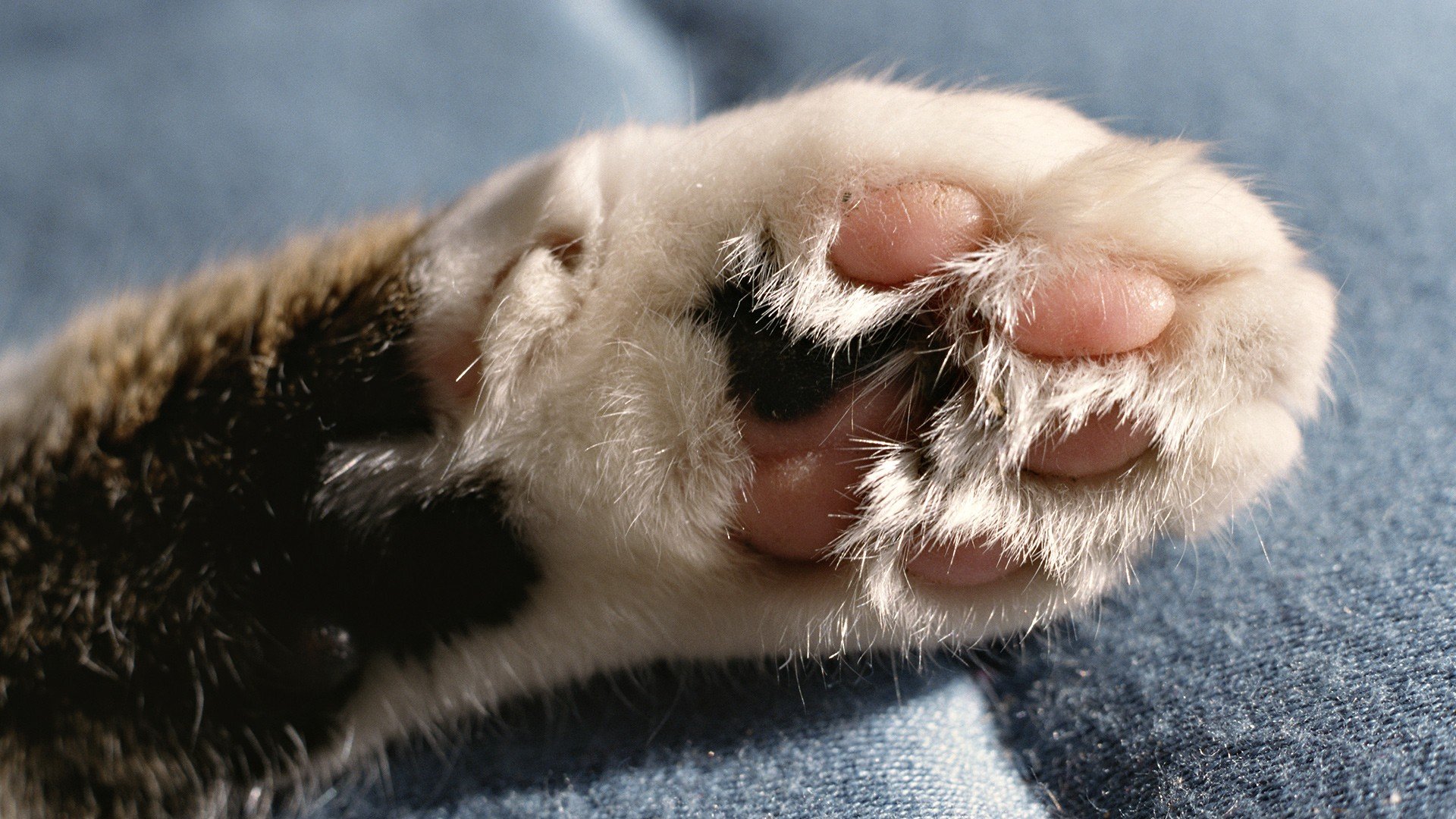 cats, Paws Wallpaper