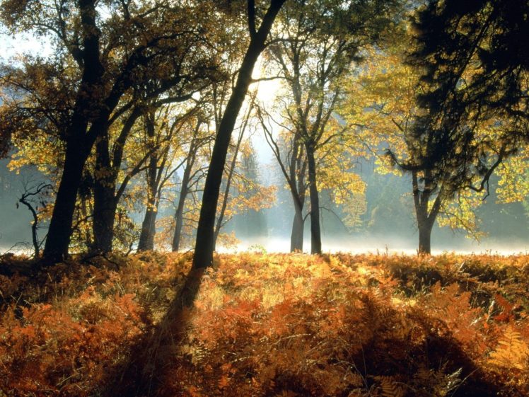 trees, Leaves, Sunlight HD Wallpaper Desktop Background