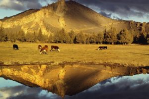 mountains, Rocks, Cows, Oregon, Parks, Reflections