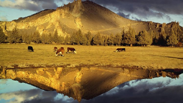 mountains, Rocks, Cows, Oregon, Parks, Reflections HD Wallpaper Desktop Background