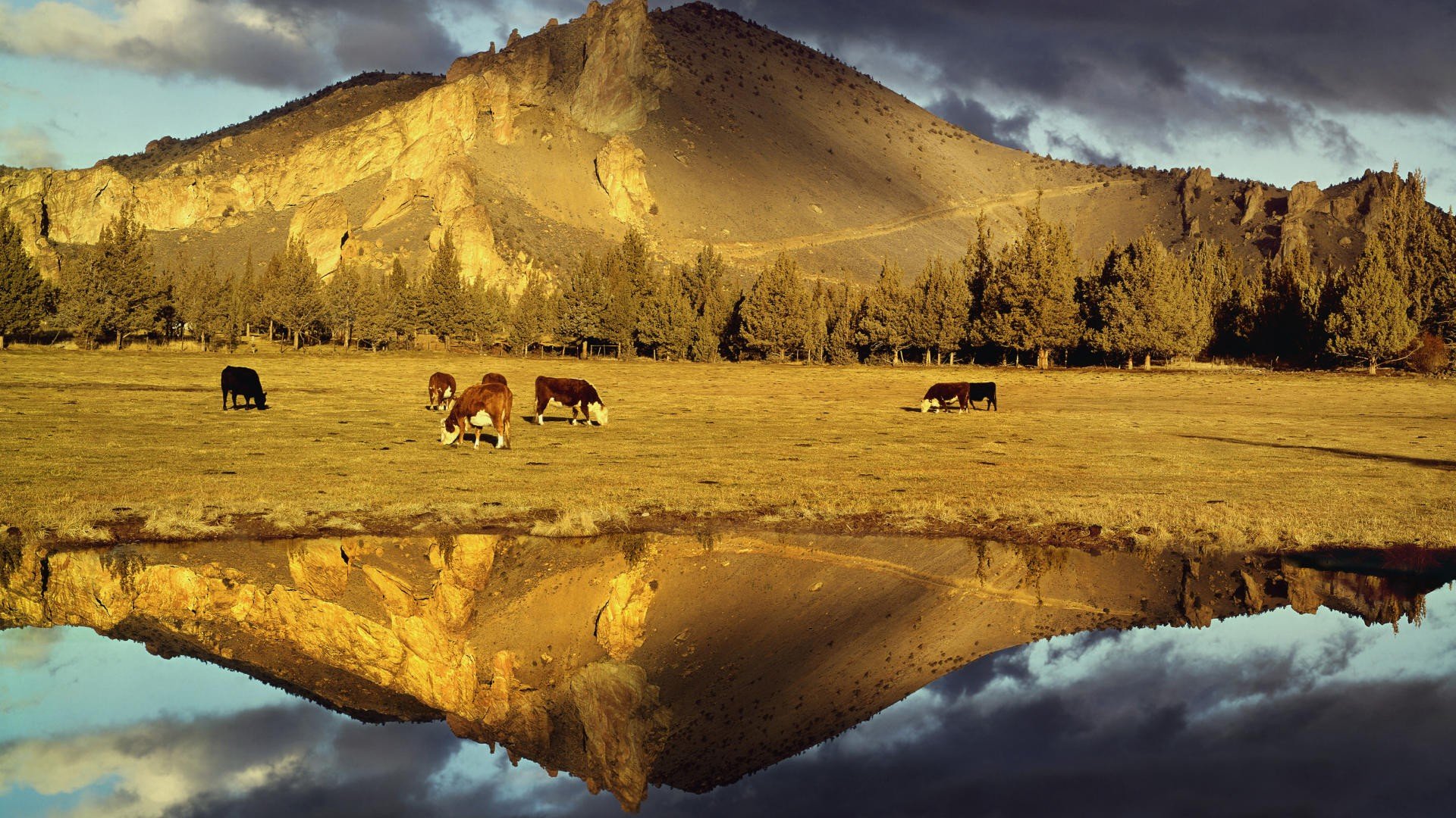 mountains, Rocks, Cows, Oregon, Parks, Reflections Wallpaper