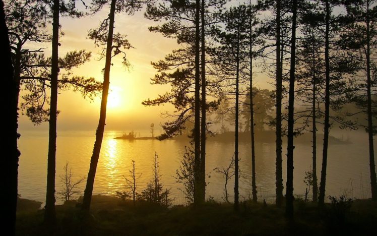 sunset, Landscapes, Forests HD Wallpaper Desktop Background