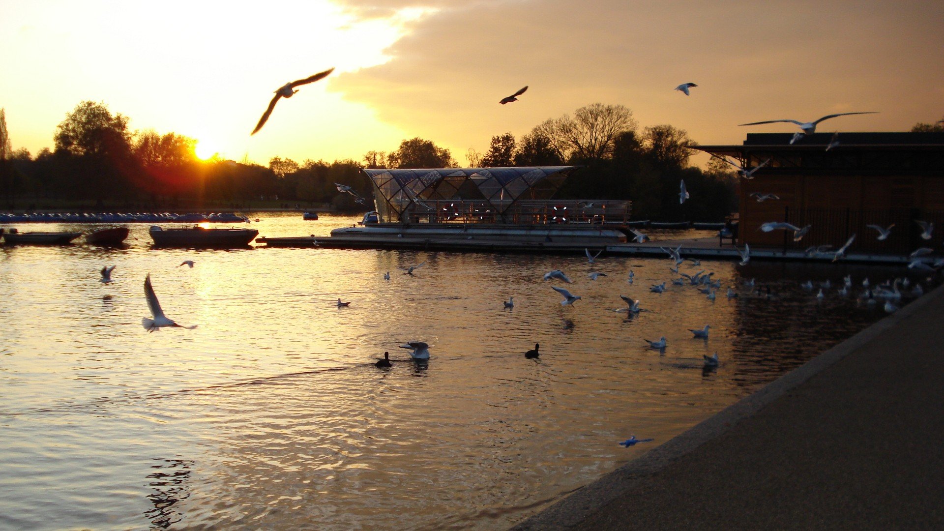 sunset, Seagulls Wallpaper