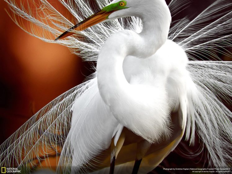 nature, Birds, Animals, Feathers, National, Geographic, Egrets HD Wallpaper Desktop Background