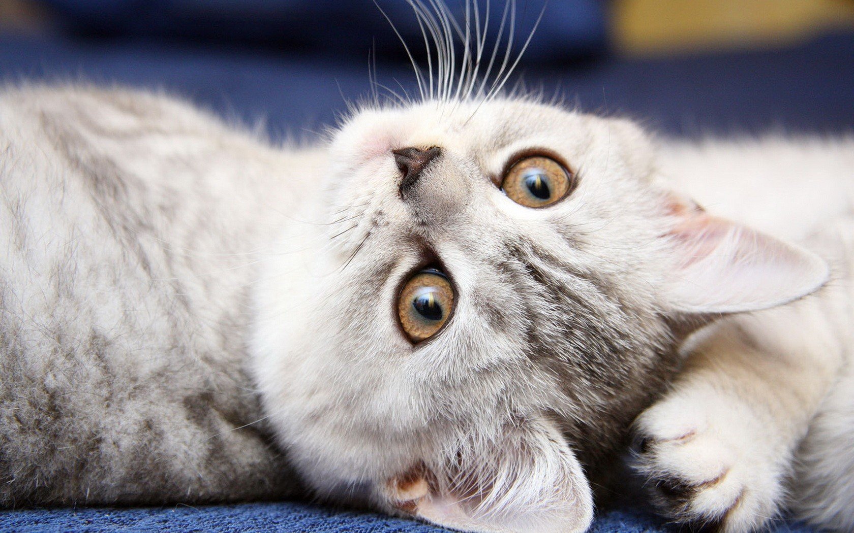 cats, Animals, Kittens Wallpaper