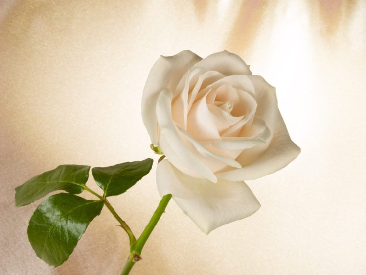 flowers, White, Roses HD Wallpaper Desktop Background