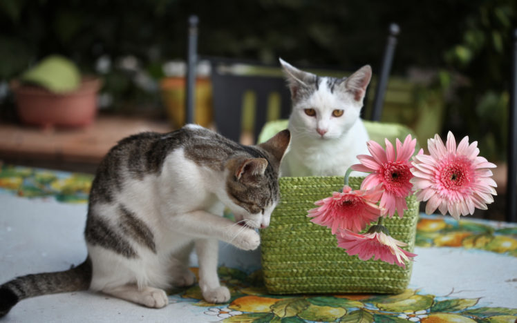 animals, Cats, Felines, Flowers, Paws HD Wallpaper Desktop Background