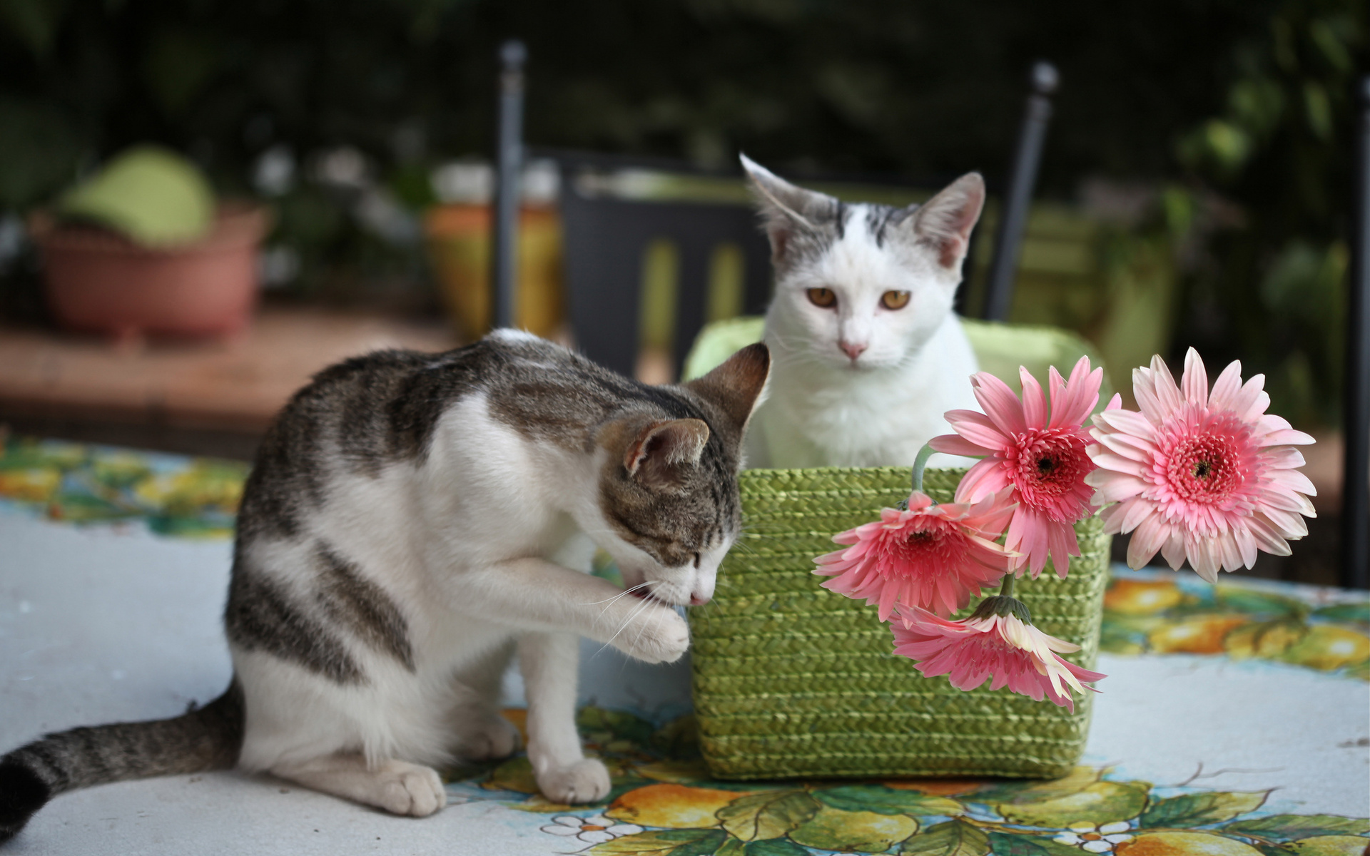 animals, Cats, Felines, Flowers, Paws Wallpaper