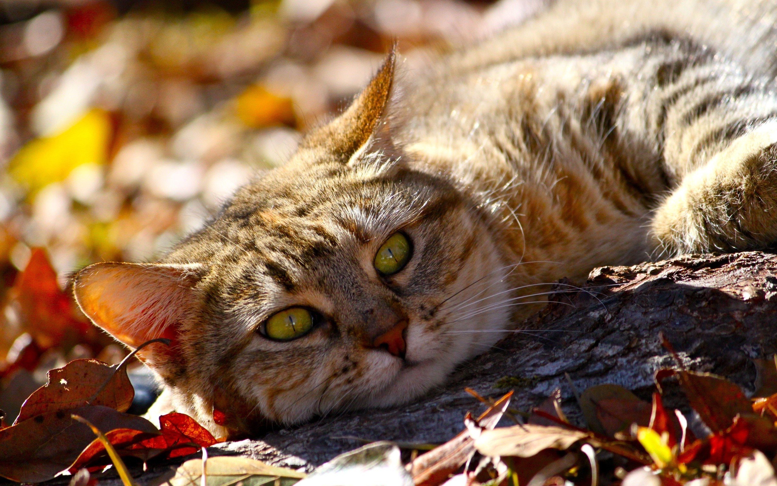 cats, Animals Wallpaper
