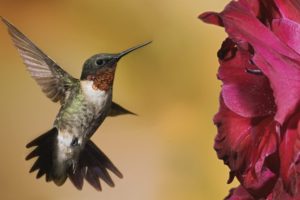 flowers, Birds, Animals, Hummingbirds