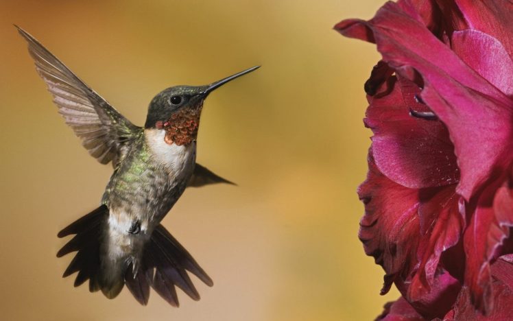flowers, Birds, Animals, Hummingbirds HD Wallpaper Desktop Background
