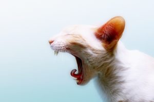 cats, Animals, Yawns