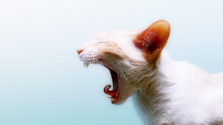 cats, Animals, Yawns HD Wallpaper Desktop Background
