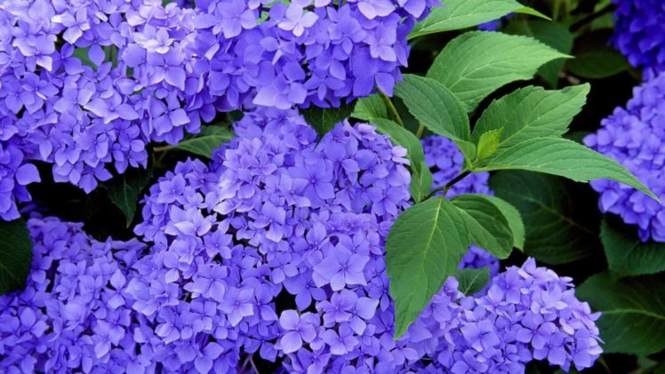 blue, Flowers, Hydrangeas HD Wallpaper Desktop Background