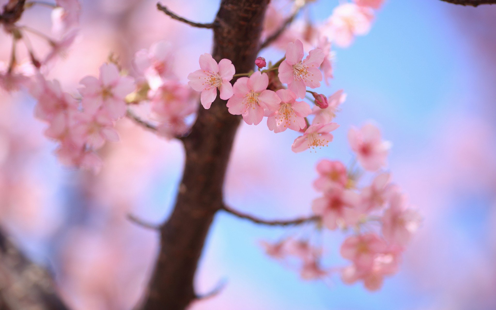 cherry, Blossoms, Spring, Blossoms, Plants Wallpaper