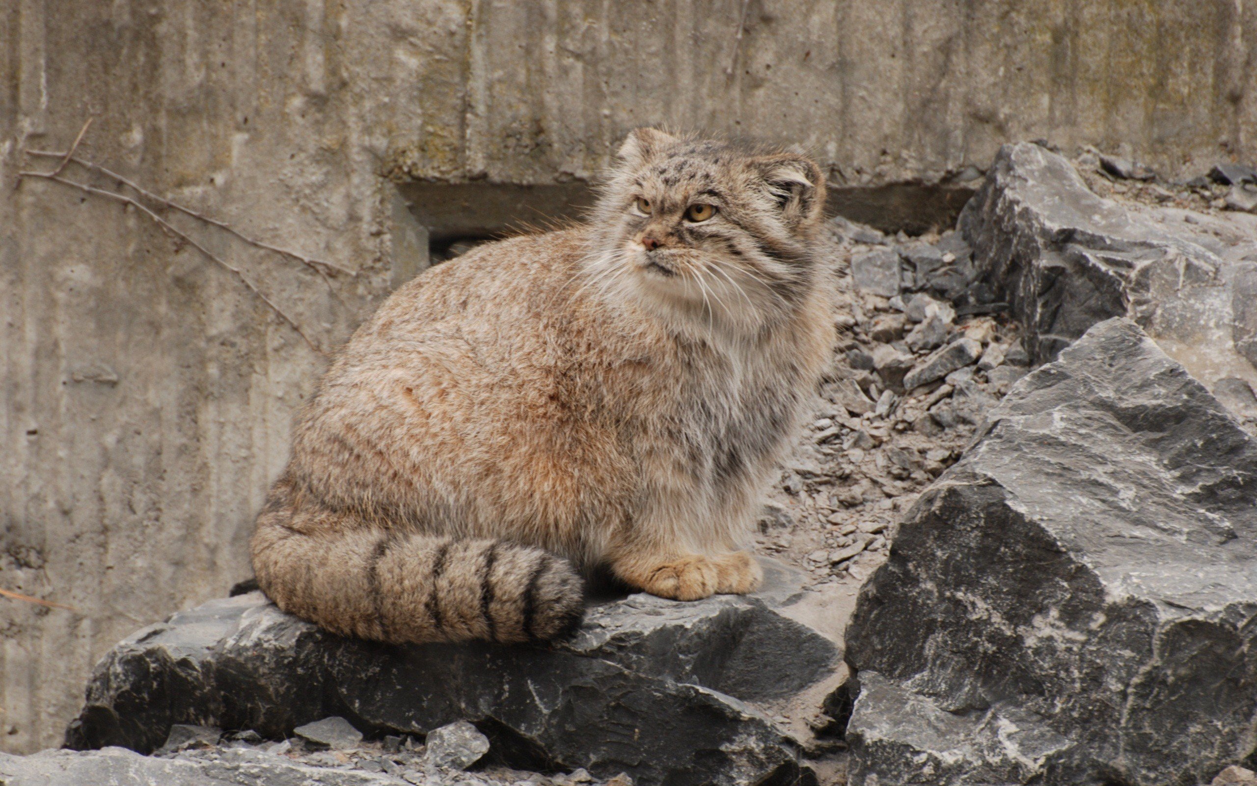 animals, Rocks, Feline, Manul Wallpaper