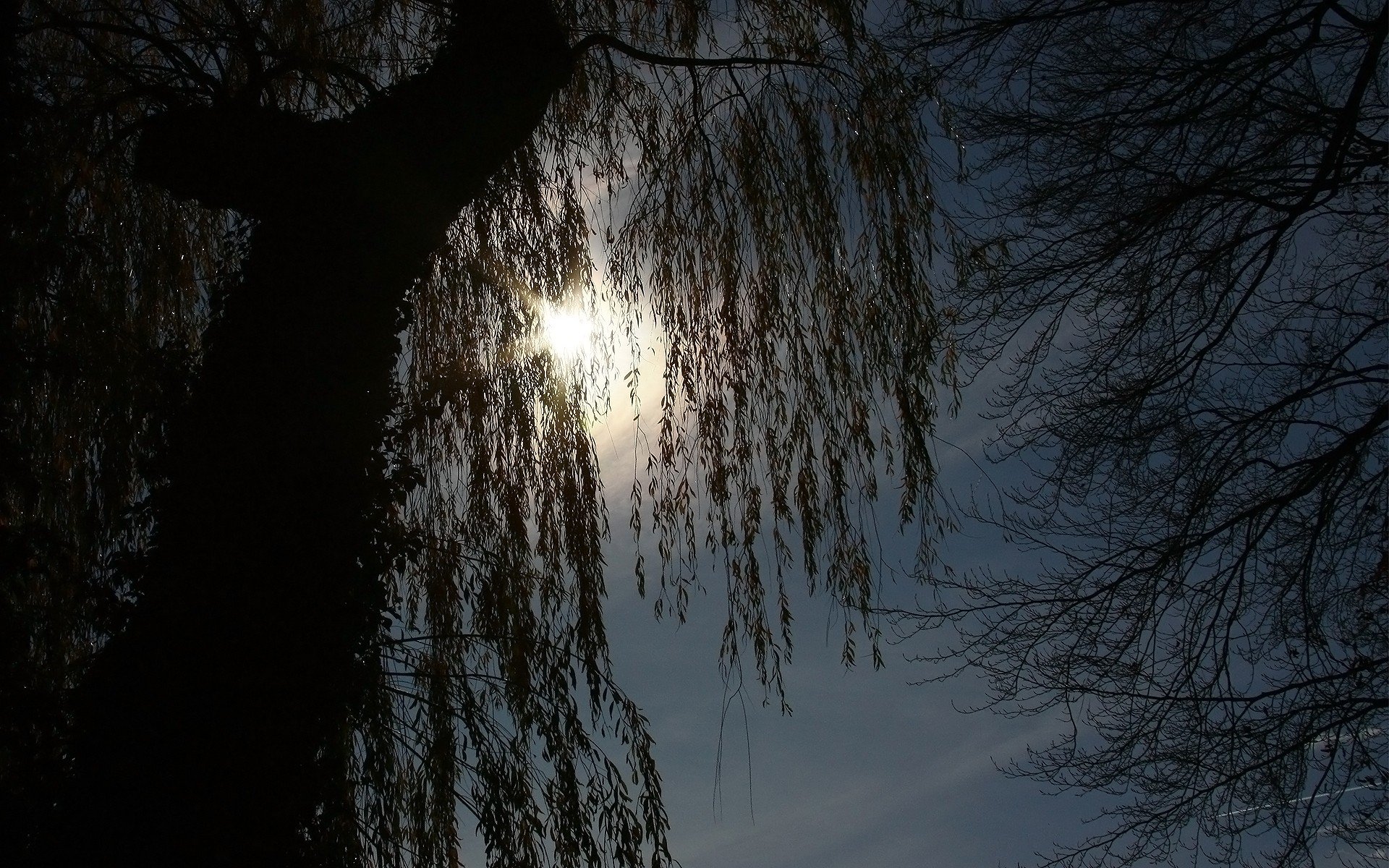 nature, Trees Wallpaper