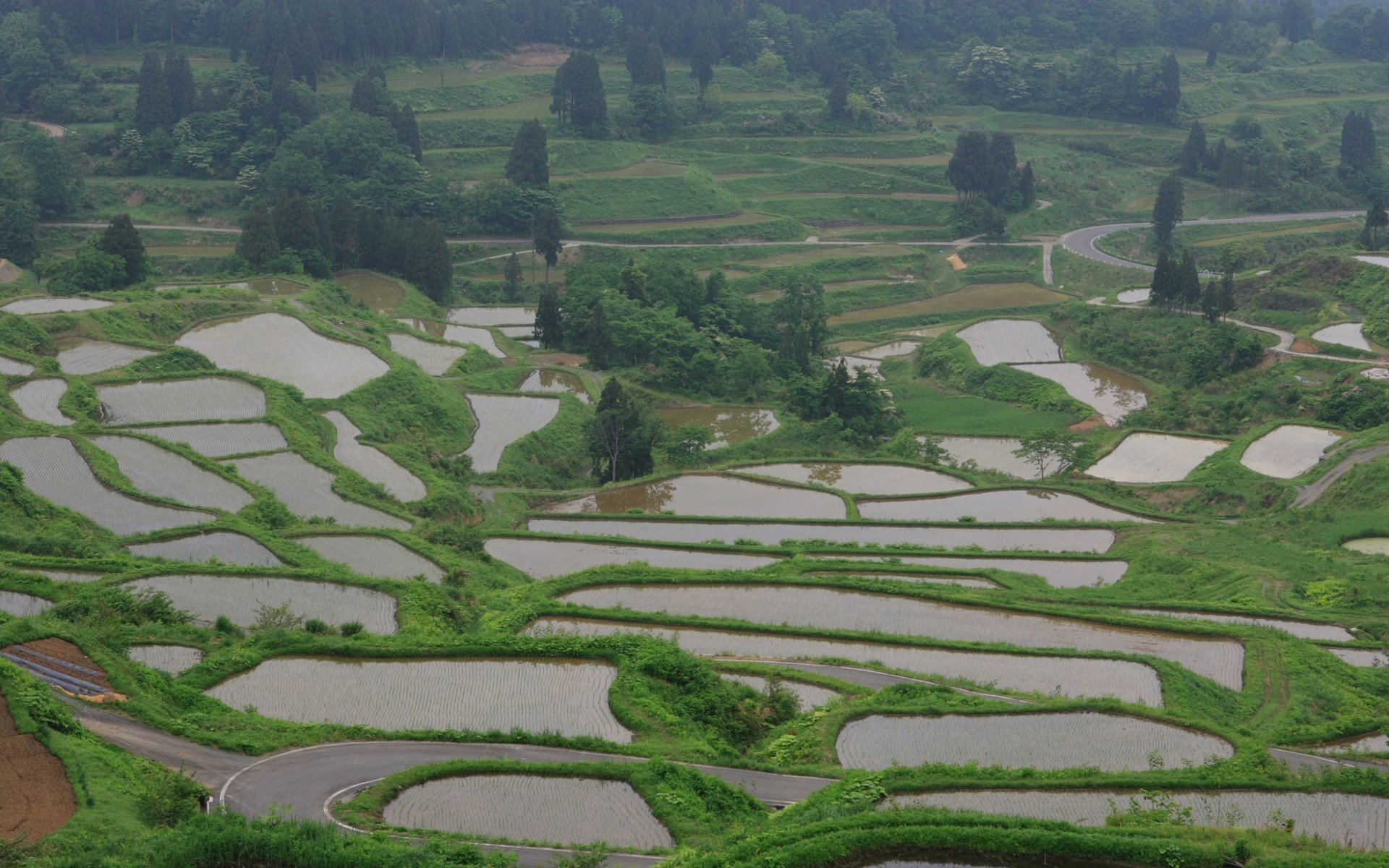 japan, Landscapes, Rice Wallpaper