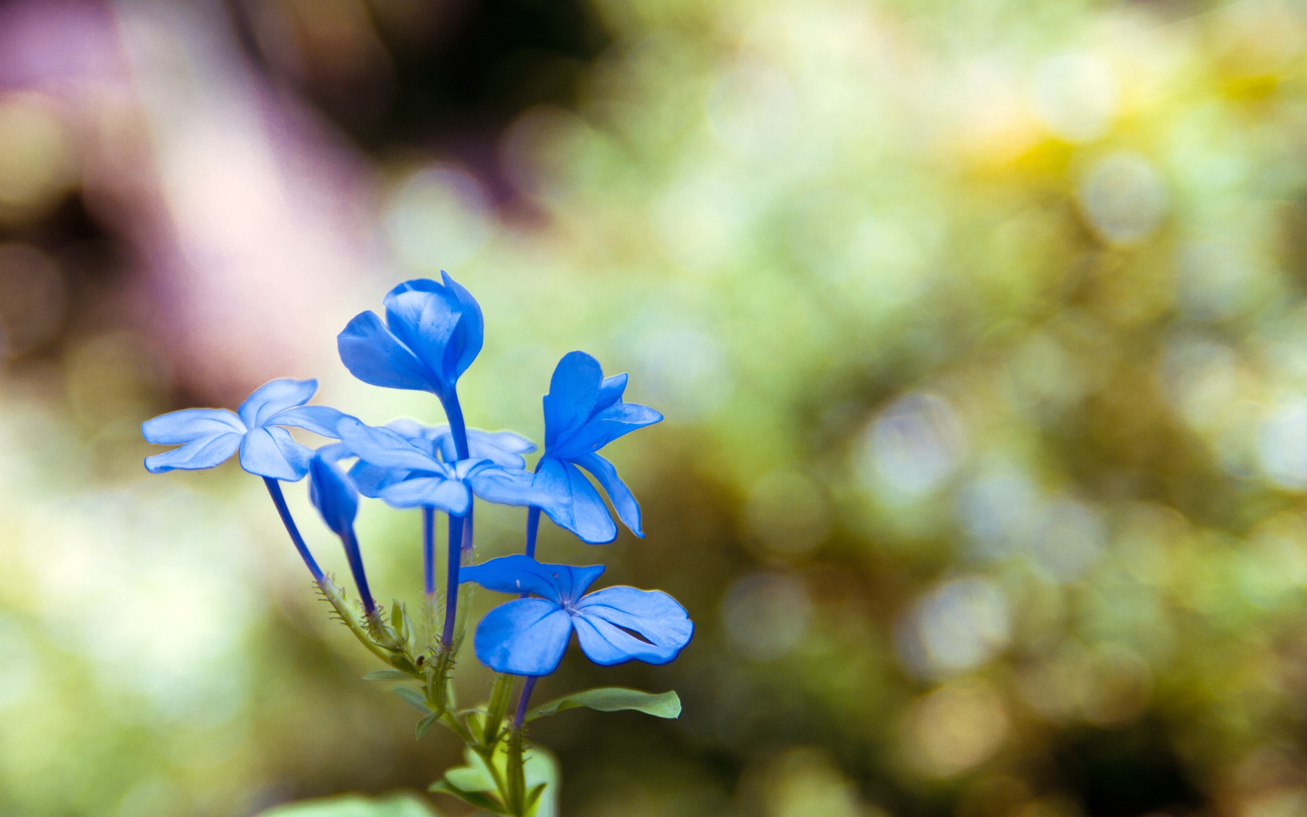 blue, Orchids Wallpaper