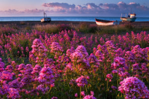 nature, Flowers, Pink, Purple, Plants, Fields, Landscapes, Boats, Vehicles, Ocean, Sea, Seascape, Sky, Skies, Clouds