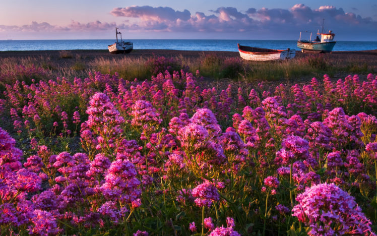 nature, Flowers, Pink, Purple, Plants, Fields, Landscapes, Boats, Vehicles, Ocean, Sea, Seascape, Sky, Skies, Clouds HD Wallpaper Desktop Background