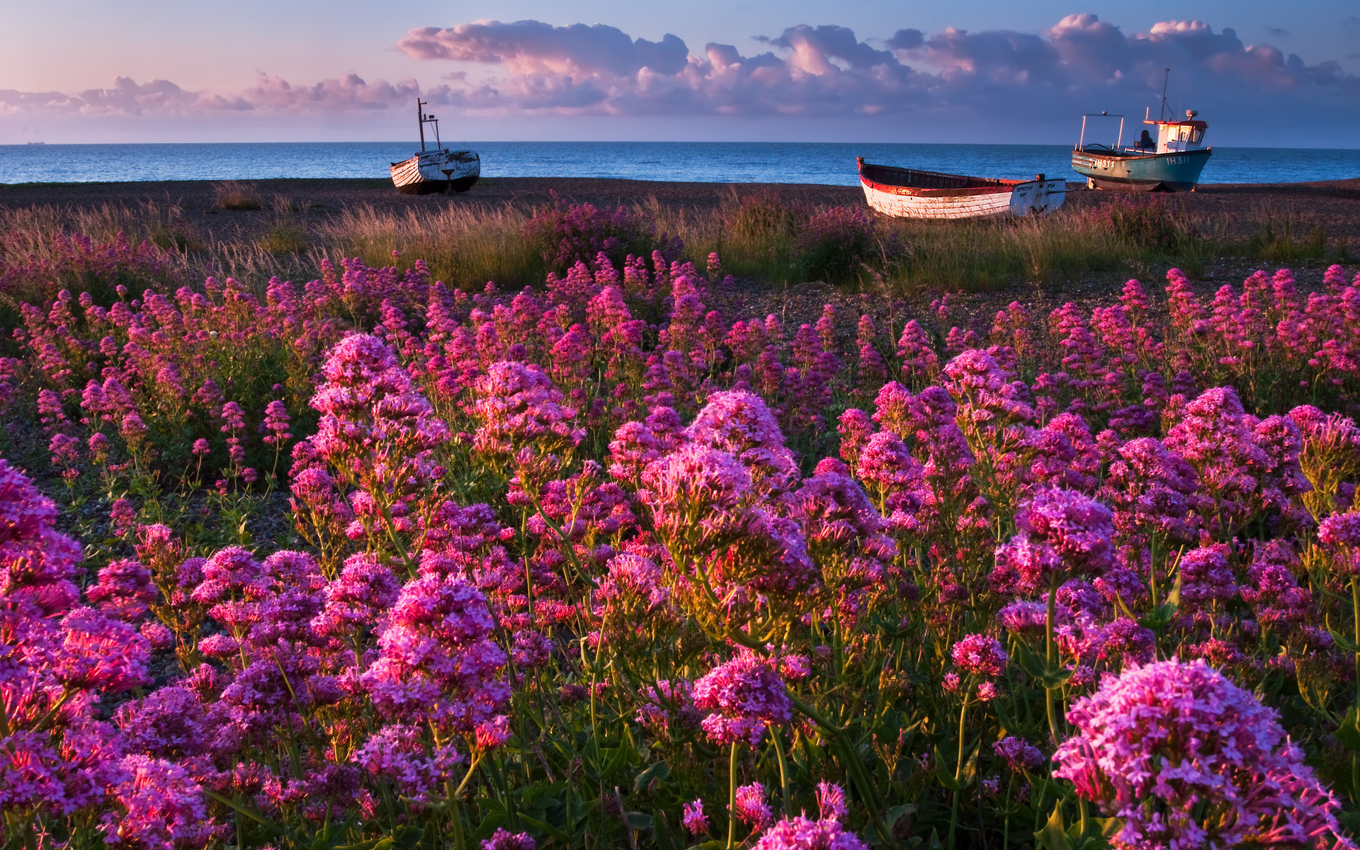 nature, Flowers, Pink, Purple, Plants, Fields, Landscapes, Boats, Vehicles, Ocean, Sea, Seascape, Sky, Skies, Clouds Wallpaper