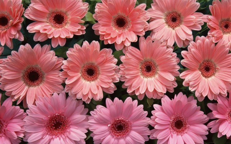 nature, Flowers, Pink, Petals, Abstract HD Wallpaper Desktop Background