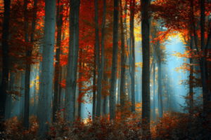 nature, Landscapes, Trees, Forests, Sunlight, Light, Autumn, Fall, Seasons, Colors, Fog, Mist, Haze